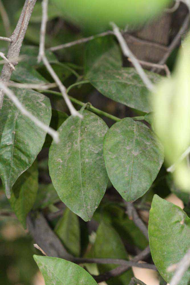              Shade leaves (Riverside, CA)       